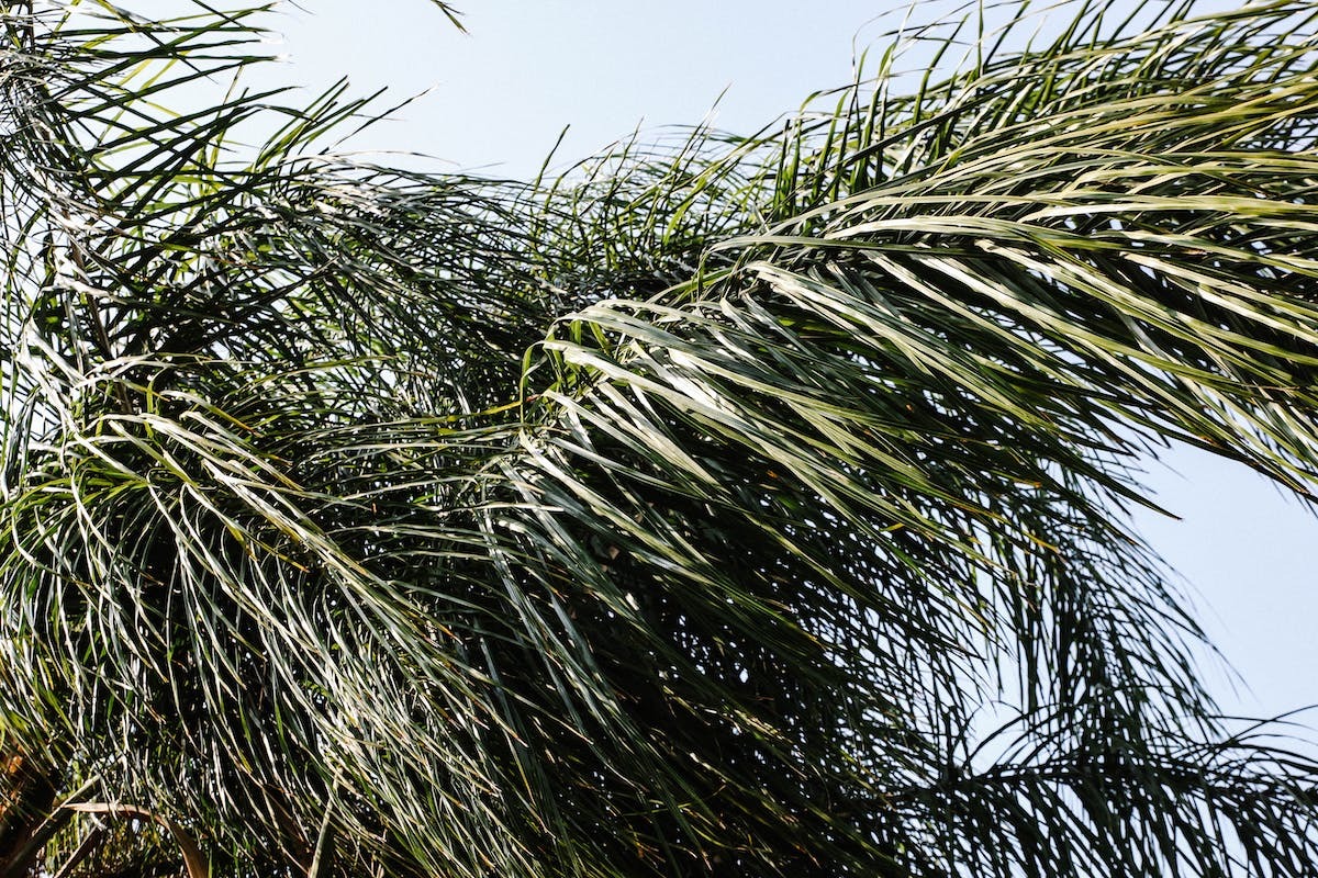 Comprendre les signes d’un palmier en détresse : feuilles jaunes ou marron